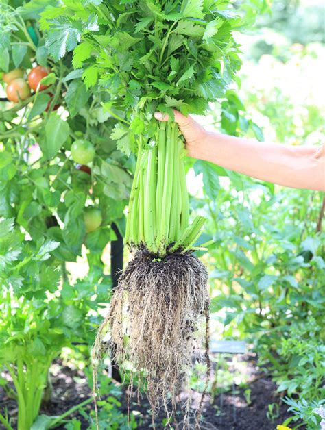 How to Harvest Celery so It Keeps Growing • Gardenary