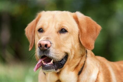 十種世界上最聰明的狗——NO.7拉布拉多獵犬 - 每日頭條