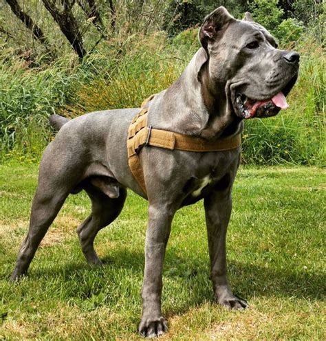 Cane Corso Mastiff 的图像结果