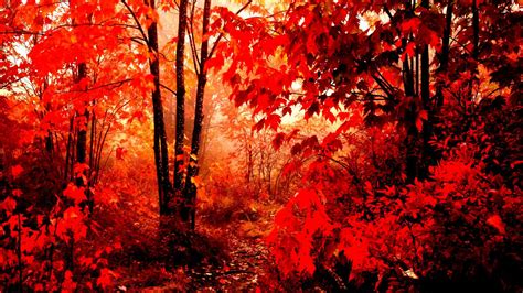 Fall Nature Desktop Backgrounds 的图像结果