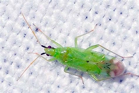 Макролофус - хищный клоп - AgroFlora.ru