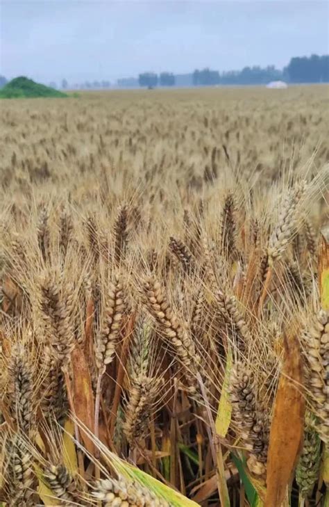 河南小麦遭雨打，农户哭诉600亩颗粒无收，农户损失惨重