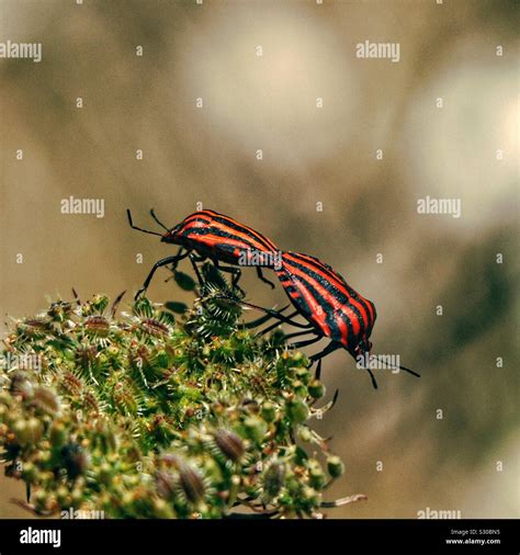Red And Black Beetle Insect