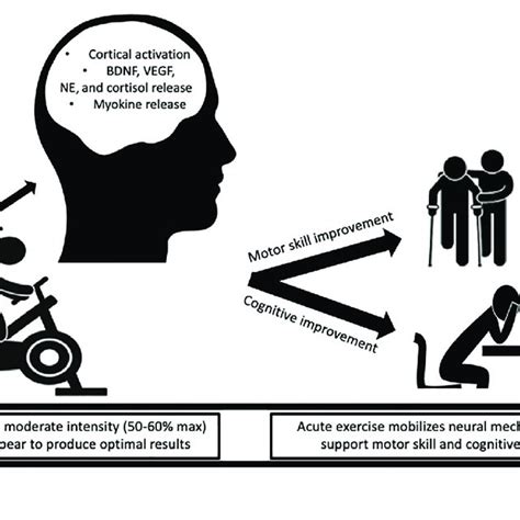 Moderate-Intensity Aerobic Exercise 的图像结果