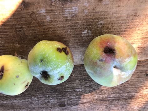 Image result for Codling Moth Control