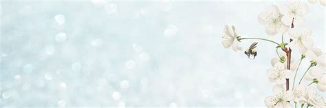 Image result for Header Background Image Style