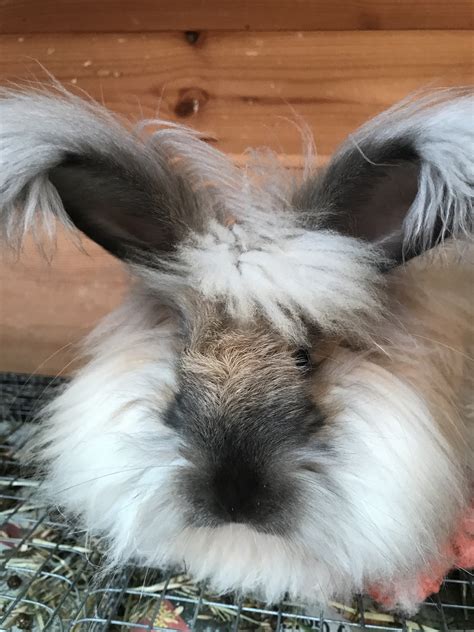 Sooty Fawn English Angora - UK National Angora Rabbit Club