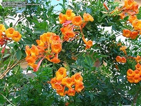 EdensField Tecoma gaudichaudi" ORANGE BELLS" Flowering Shrubs Plant (1 ...