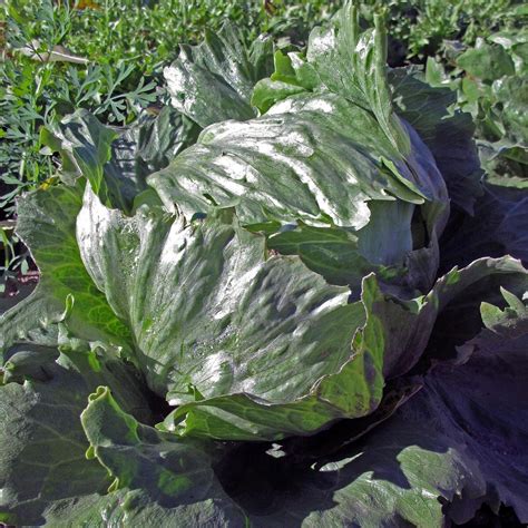 Green Coral Lettuce 'Lollo Bionda' (Lactuca sativa var. crispa) seeds
