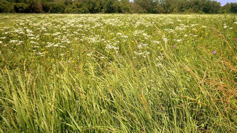 Discover Why Illinois Is Called the Prairie State - A-Z Animals
