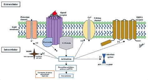 Current understanding of opioid receptors and their signaling pathways ...