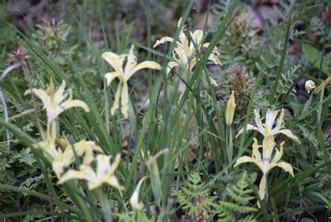 Little Silver Lake Trail | Travel Southern Oregon