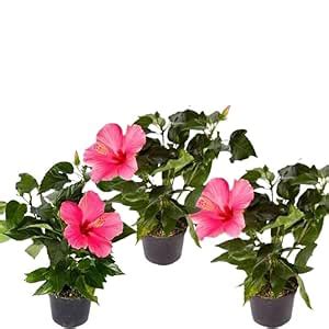 Buy Bharat Vumi Pink Hibiscus Rosa sinensis Plant - Perfect Live ...