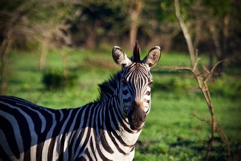 Wildlife & Animals - Lake Mburo National Park Uganda