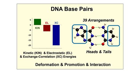 Base pair Structure 的图像结果