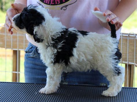 Portuguese Water Dog Puppies For Sale