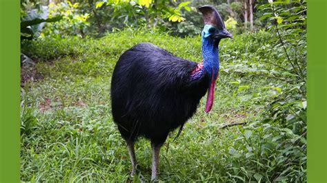 The most dangerous bird that looks like a dinosaur: Inside the world of ...