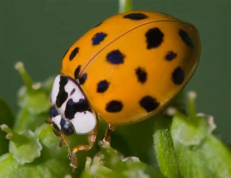 Orange Ladybug - The Asian Lady Beetle - Learn About Nature