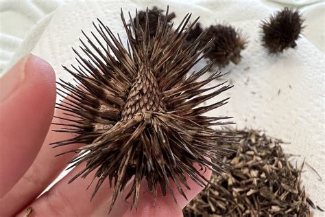 What Do Cedar Tree Seeds Look Like at Keith Flores blog