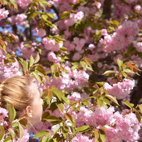 Sakura Alley (Uzhhorod) - All You Need to Know BEFORE You Go