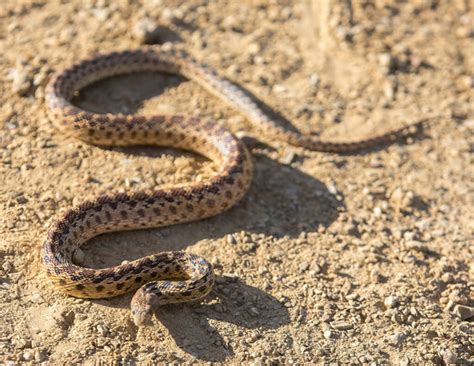 Image result for Gopherhawk Snake Probe