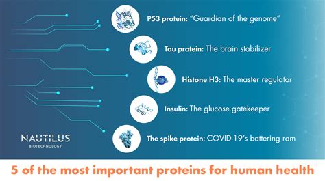 These are some of the most important proteins in the human body ~ Nautilus Biotechnology