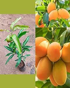 Trothic Gardens Garden Rare Grafted Mulgoba Malgova Mango Fruit Tree ...