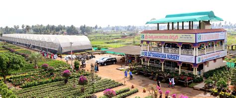 Best Nursery In Kadiyam -Sri Satyanarayana Nursery