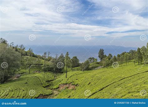 A View of Tea Gardens Located at Ooty Tamil Nadu, India.Lush Greenery Landscape Photograph of ...