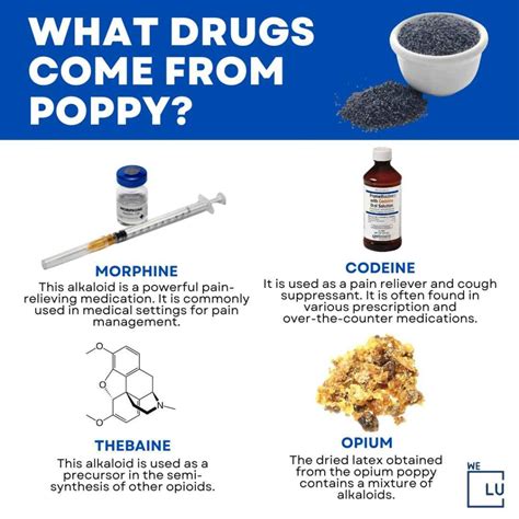 Is There a Poppy Seed Drug Test? Can It Affect Drug Tests?