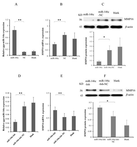 gga-miR-146c Activates TLR6/MyD88/NF-κB Pathway through Targeting MMP16 ...