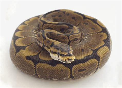 Python Poop 的图像结果