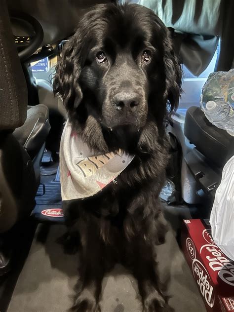 Newfoundlander Dogs 的图像结果