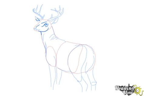 Image result for Buck Drawing Tutorial