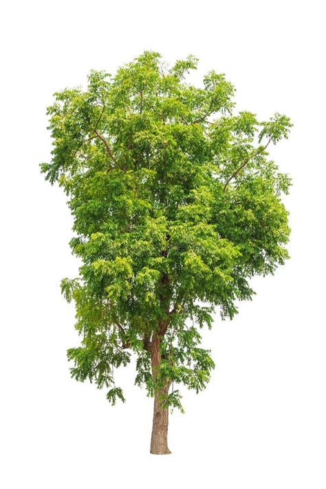 Neem Tree 的图像结果