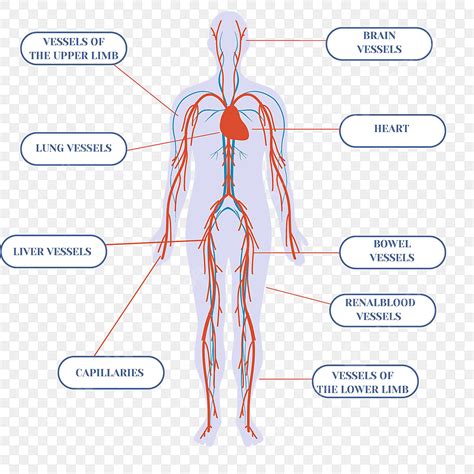 Blood Vessels Of The Body