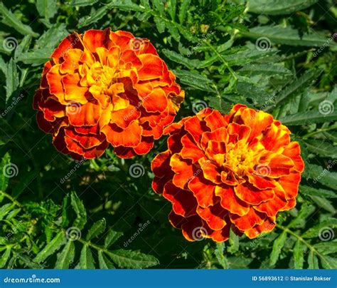 Red And Yellow Flowers