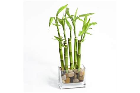 Kako njegovati Lucky Bamboo (Sretni bambus) – Cvijeće & priroda