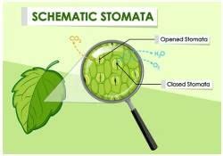 Stomata and their types - UPSC PDF Download