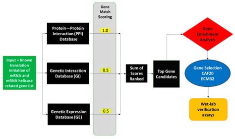 Investigating the Activities of CAF20 and ECM32 in the Regulation of ...