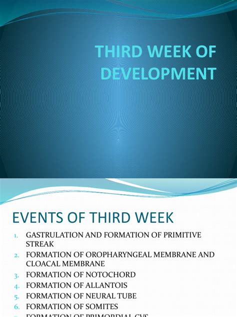 Image result for Third Week Development of Embryo