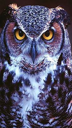 Black Owl Wallpaper Iphone by Owl Iphone Wallpapers Top Free Owl Iphone Backgrounds Black Owl Wallpaper Iphone