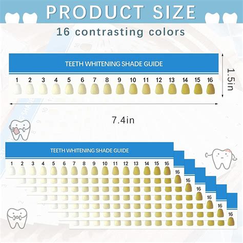 Dental Tooth Chart
