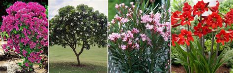 Outdoor Plants | Della Luxury Projects & Products