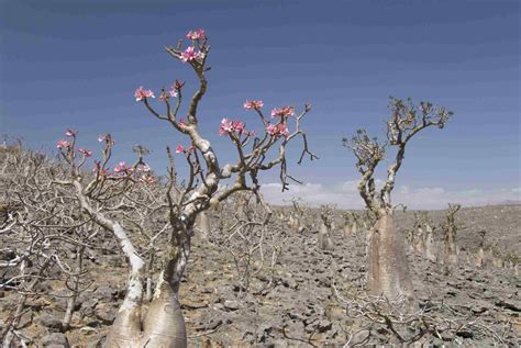 Desert Rose Plant Care - Plant Ideas