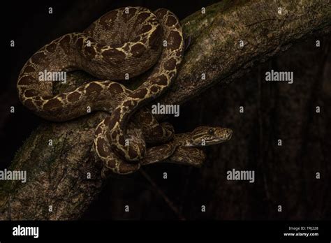 Amazon Tree Python 的图像结果