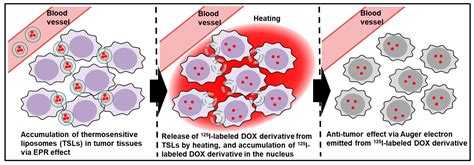 Preparation and Evaluation of Thermosensitive Liposomes Encapsulating I ...