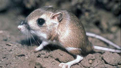 The kangaroo rat, feared extinct, found again in Mexico! | Times ...