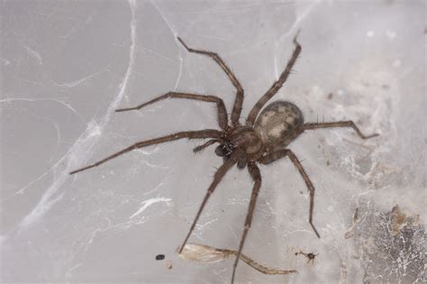 funnel weavers (Family Agelenidae) | spidersrule