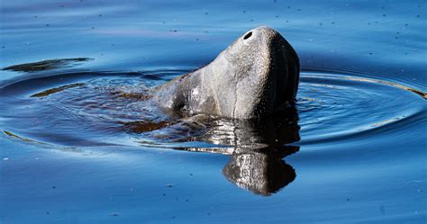 Where to see manatees in Fort Myers, Florida: Manatee Park near FPL plant - where to see manatees near me